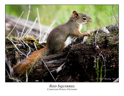 Red Squirrel-010