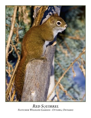 Red Squirrel-011