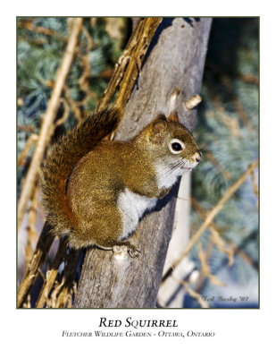 Red Squirrel-012