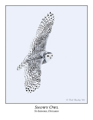 Snowy Owl-034