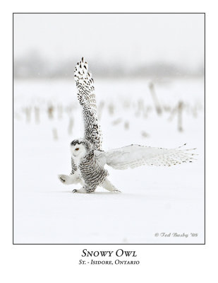 Snowy Owl-037