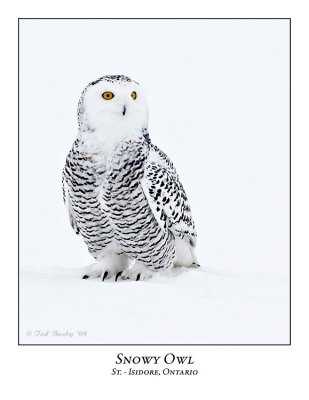 Snowy Owl-038