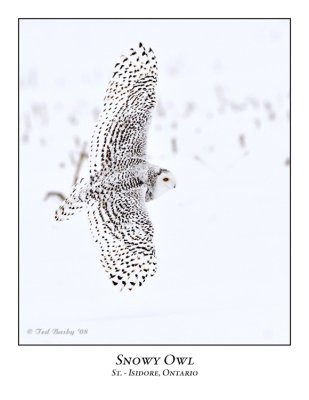 Snowy Owl-039