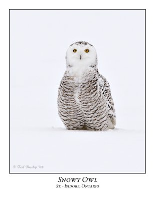 Snowy Owl-040