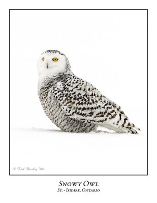 Snowy Owl-043