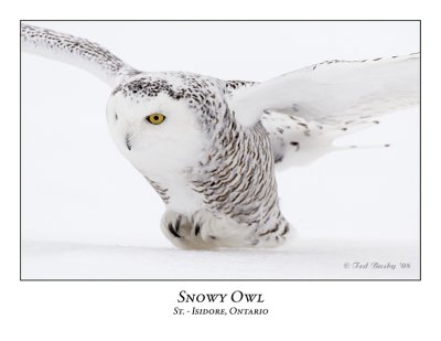 Snowy Owl-041