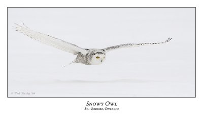 Snowy Owl-042