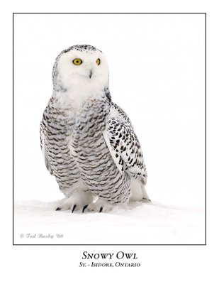 Snowy Owl-044