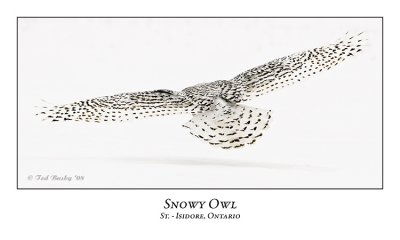 Snowy Owl-045