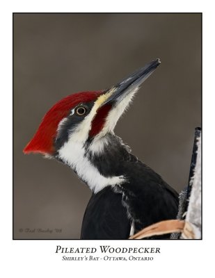 Pileated Woodpecker-009