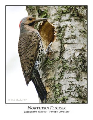 Northern Flicker-003