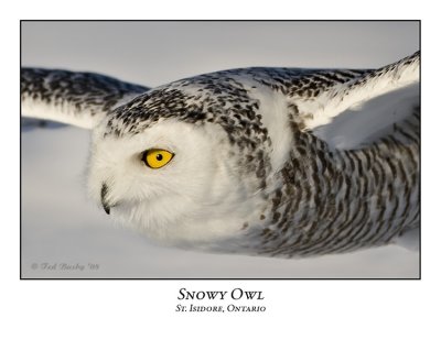 Snowy Owl-048
