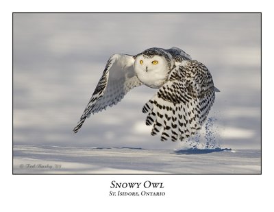 Snowy Owl-047