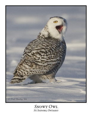 Snowy Owl-049