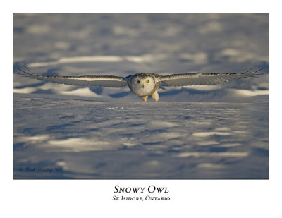 Snowy Owl-050