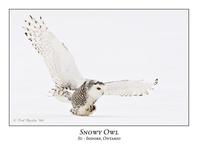 Snowy Owl-036