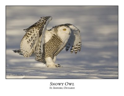 Snowy Owl-051