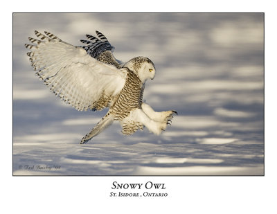 Snowy Owl-053
