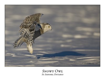 Snowy Owl-054