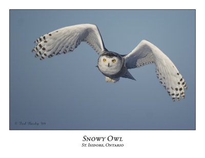 Snowy Owl-055