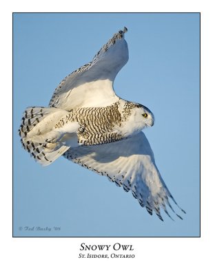 Snowy Owl-056