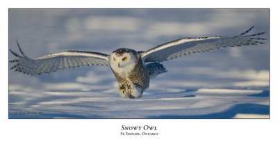Snowy Owl-057