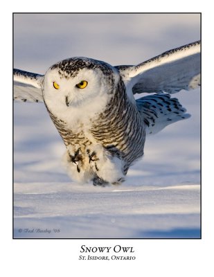 Snowy Owl-058