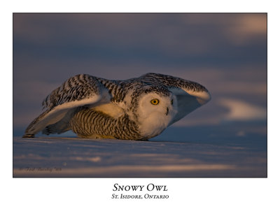 Snowy Owl-059