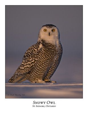 Snowy Owl-060