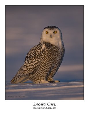 Snowy Owl-061