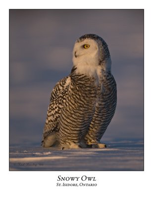 Snowy Owl-062