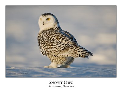 Snowy Owl-063