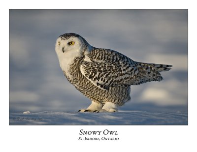 Snowy Owl-064