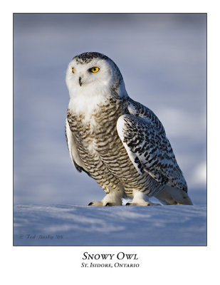 Snowy Owl-065