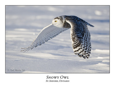 Snowy Owl-066