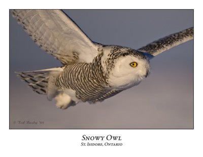 Snowy Owl-067