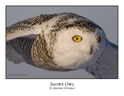 Snowy Owl-068