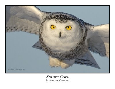 Snowy Owl-069