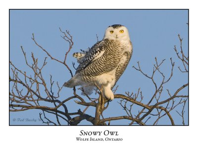 Snowy Owl-070