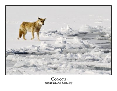 Coyote-001