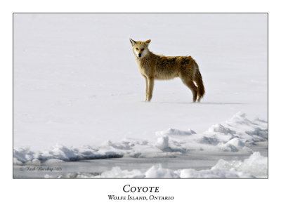 Coyote-002