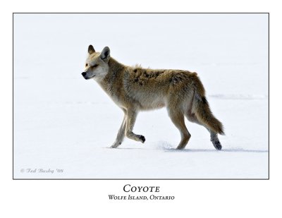 Coyote-003