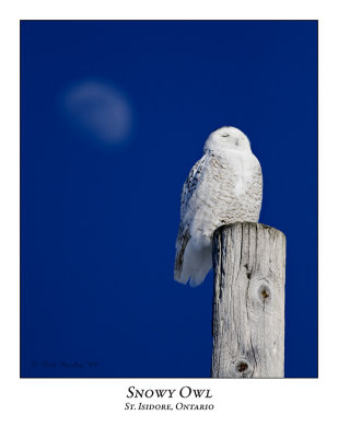Snowy Owl-073
