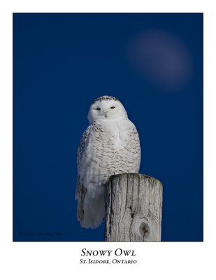 Snowy Owl-074
