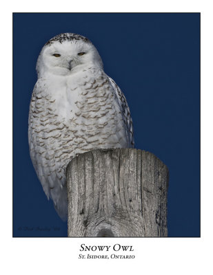Snowy Owl-075