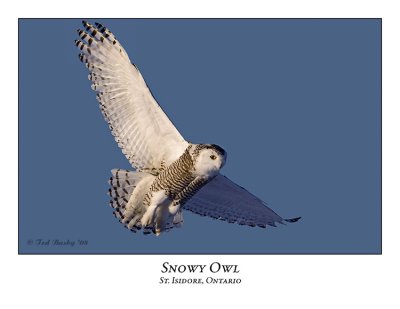 Snowy Owl-076