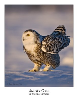 Snowy Owl-077