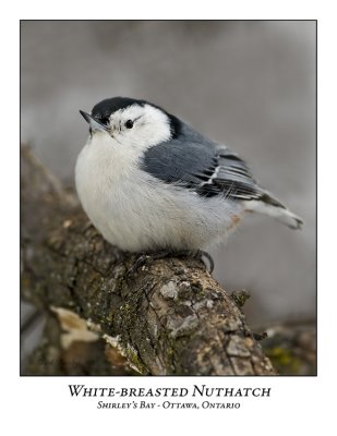 White-breasted Nuthatch-003