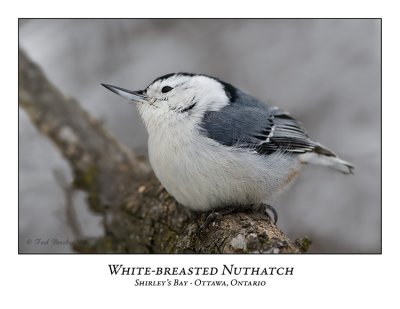 White-breasted Nuthatch-002