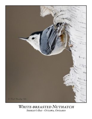 White-breasted Nuthatch-001